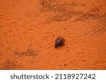 Small photo of Scarabaeus rolling a ball in the savannah, Tsavo East, Africa, Kenya