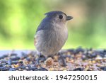 Tufted Titmouse Close Up...