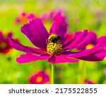 Bumblebee Collects Pollen From...