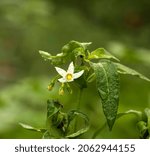 Small photo of Solanum chenopodioides Solanaceae Morella puny