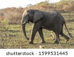 African Elephants Walking across the grassland image - Free stock photo ...