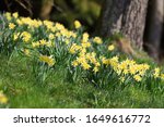 Daffodils   The "m Rzenbecher"...