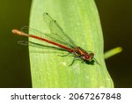 A Male Large Red Damselfly ...