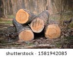 Four Sawn Pine Logs Lie In The...