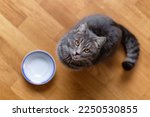 Small photo of Hungry cat wants to eat, top view. Cat sitting on kitchen floor, begging for food. A kitten and an empty bowl. Hungry cat sits near an empty bowl and silently asks for food. Care for pets. Funny cats.