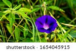 Morning Glories Are Annual...