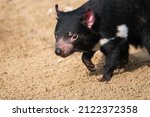 Small photo of The Tasmanian devil (Sarcophilus harrisii). Small australian carnivorous mammal. Black animal with white details on chest and shoulders. Animal in natural looking tasmanian wildlife. Tasmania devil