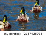 Three Mallard Ducks In A Row....