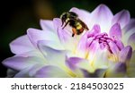 Honeybee On A Dahlia Flower....