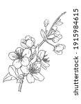 hand drawn branch of sakura... | Shutterstock .eps vector #1915984615