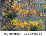 Colorful autumn leaves in the forest. Small branches with colourful leaves. Oak and maple. October in Estonian forest. High resolution image. Amazing nature.