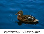 Female Duckling On Blue Water.  ...