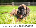Cute Boxer Puppy On The Green...