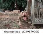 Small photo of American Pitbull, American Bully The dog is fierce and strong. The owner is barking and acting fiercely, being chained.
