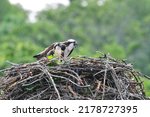 Adult And Young Osprey At Nest...