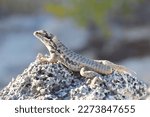 Small photo of Northern Curly-tailed Lizard basking in the sun on rock showing caudal autotomy (self-amputation of the tail) on O'Briens Cay in the Exuma Island, Bahamas