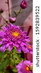 Small photo of Aster is a genus of perennial flowering plants in the family Asteraceae. Its circumscription has been narrowed, and it now encompasses around 180 species, all but one of which are restricted to Eurasi