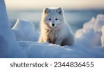 Single cute little arctic fox...