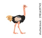 Ostrich In Flat Style Isolated...