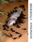 Small photo of Tadpoles eat fish. The tadpole is the larva of a tailless amphibian.