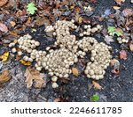 Stump Puffball Mushrooms Grow...