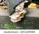 A White Bracket Fungus Grows On ...
