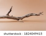 Dry tree branch on a beige background close-up