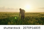 Small photo of agriculture, farmer with a tablet walks across a wheat field in the glare of light of the sun, an agronomist works in rural land at sunset, produces bread on a farm plantation, grow green wheat crop