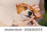 Small photo of Jack Russell Terrier on leash sits in hands of hostess on street while walking. Jack Russell Terrier sitting on hostess lap enjoys moment. Jack Russell Terrier on leash sits in arms of lady owner