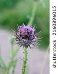 Blessed Milk Thistle Flowers In ...
