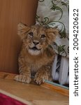 Small photo of portrait of beautiful rapacious lion pup