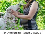 Small photo of Silhouette of a pregnant woman in a striped dress with a big white dog and flowers at the forego