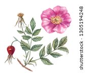 Dog Rose Branch. Watercolor...