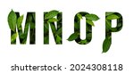 Leaf font m n o p isolated on...