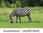 Closeup view of single herbivorous striped zebra grazing on a green grass lawn, Opole zoo, Poland