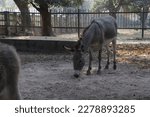 Gray Colored Donkey Animal On...