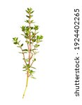Small photo of twig of thyme isolated on white background