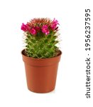 Blooming Cactus Flower In A...