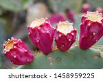 Pink Cactus Fruits  Cactus...