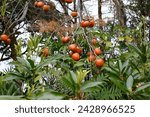 Small photo of hanging astringent persimmon, natural scenery