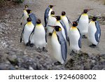 King Penguin Living In Flock In ...