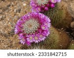 Small photo of Blooming cactus called in Latin Mammillaria spinosissima Lem. with areola of lila flowers on the top of globular stems. Cacti bodies are densely covered with spines.