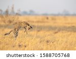 A Serval Cat Pouncing On Its...