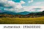 Tropical Rural Landscape With...