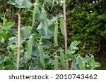 Garden Peas Growing Along Fence ...