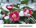 Winter and morning view of snow covered camellia with red flower and green leaf Namyangju-si, South Korea
