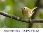 Small photo of Goldcrest-The Goldcrest (Regulus regulus) is a very small passerine bird in the kinglet family.