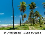 Imbassai Beach, near Salvador, Bahia, Brazil on October 15, 2016. Coconut grove by the sea.