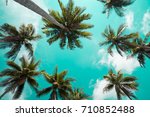 Beautiful Coconut Palm Trees...