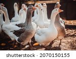 Geese in a country yard. Free range poultry farming